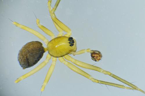 Mansuphantes mansuetus